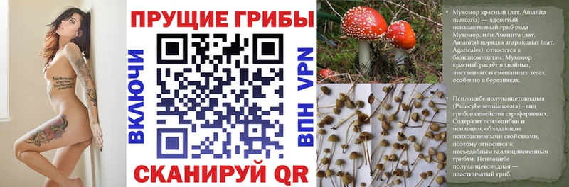 Псилоцибиновые грибы Psilocybine cubensis  Весьегонск 